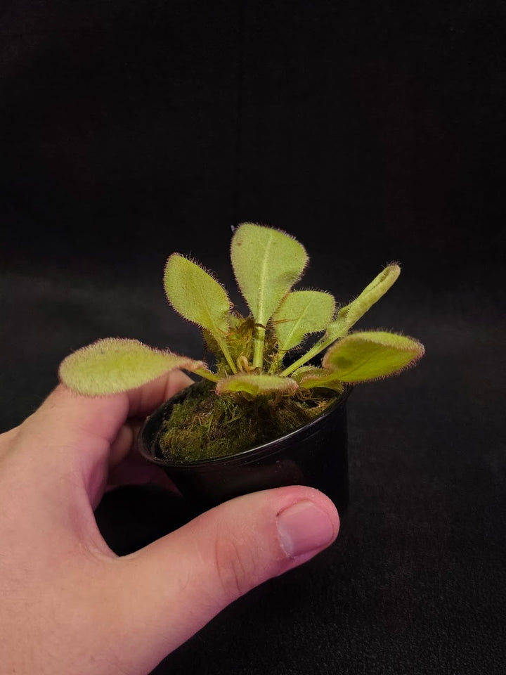 Drosera Andromeda #07