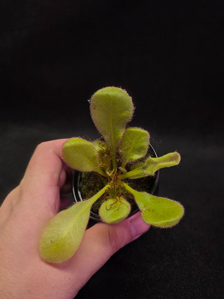 Drosera Andromeda #07