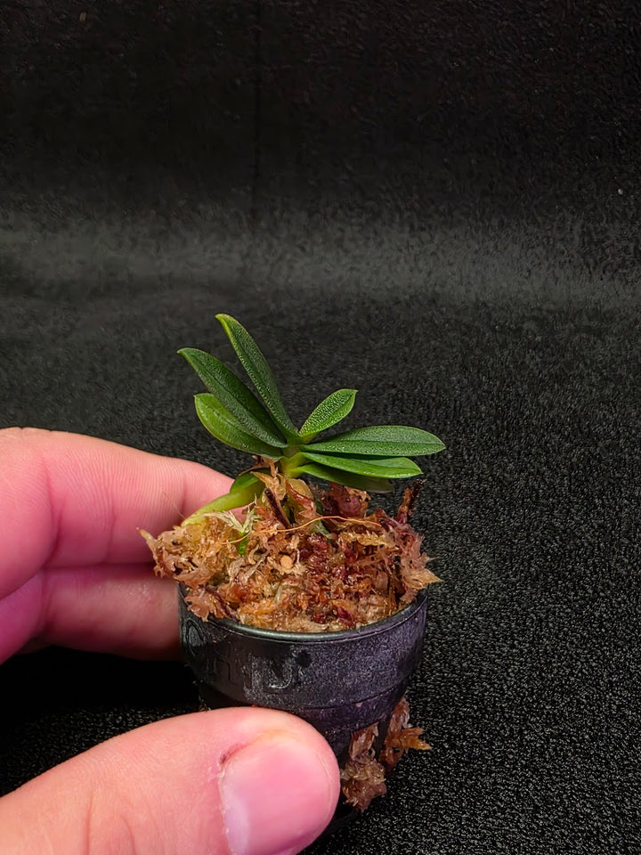 Schoenorchis Tixieri (Miniature Orchid) #02