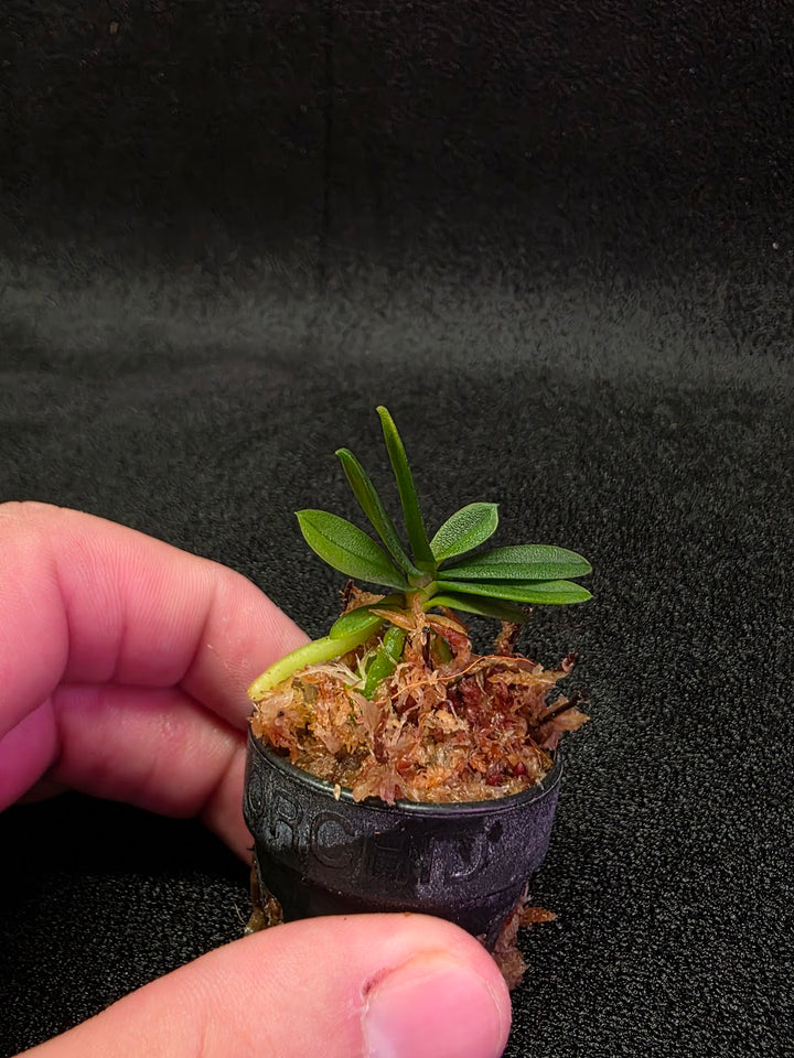 Schoenorchis Tixieri (Miniature Orchid) #02