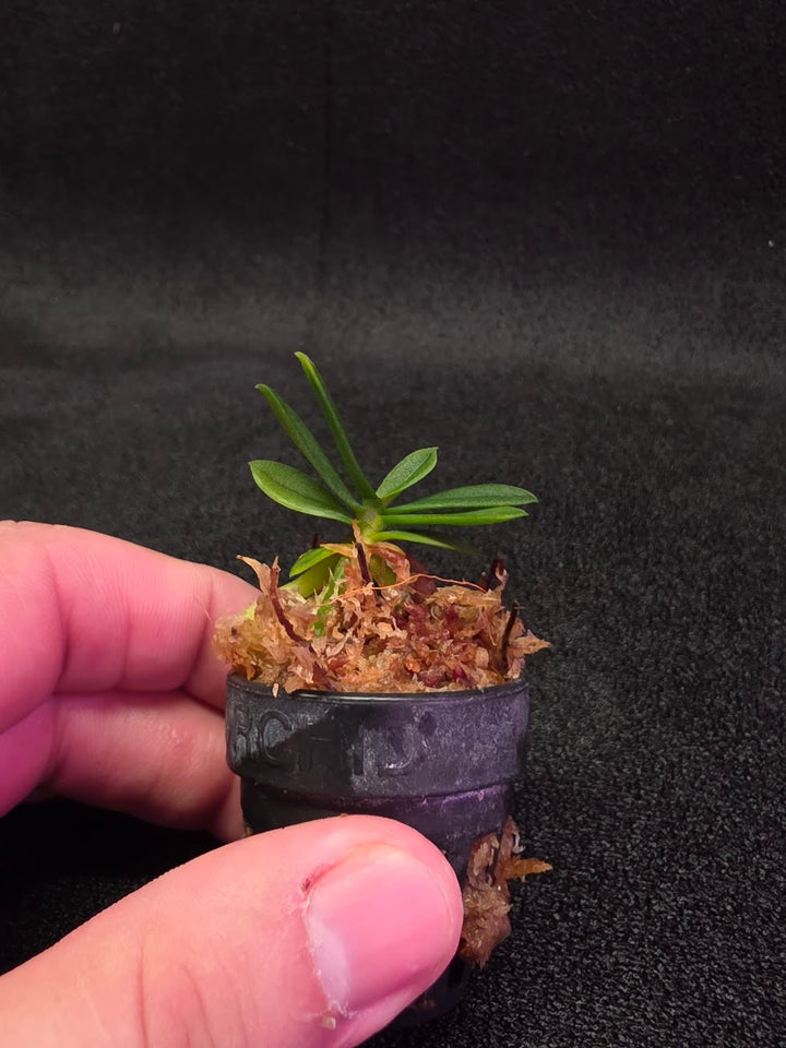 Schoenorchis Tixieri (Miniature Orchid) #02