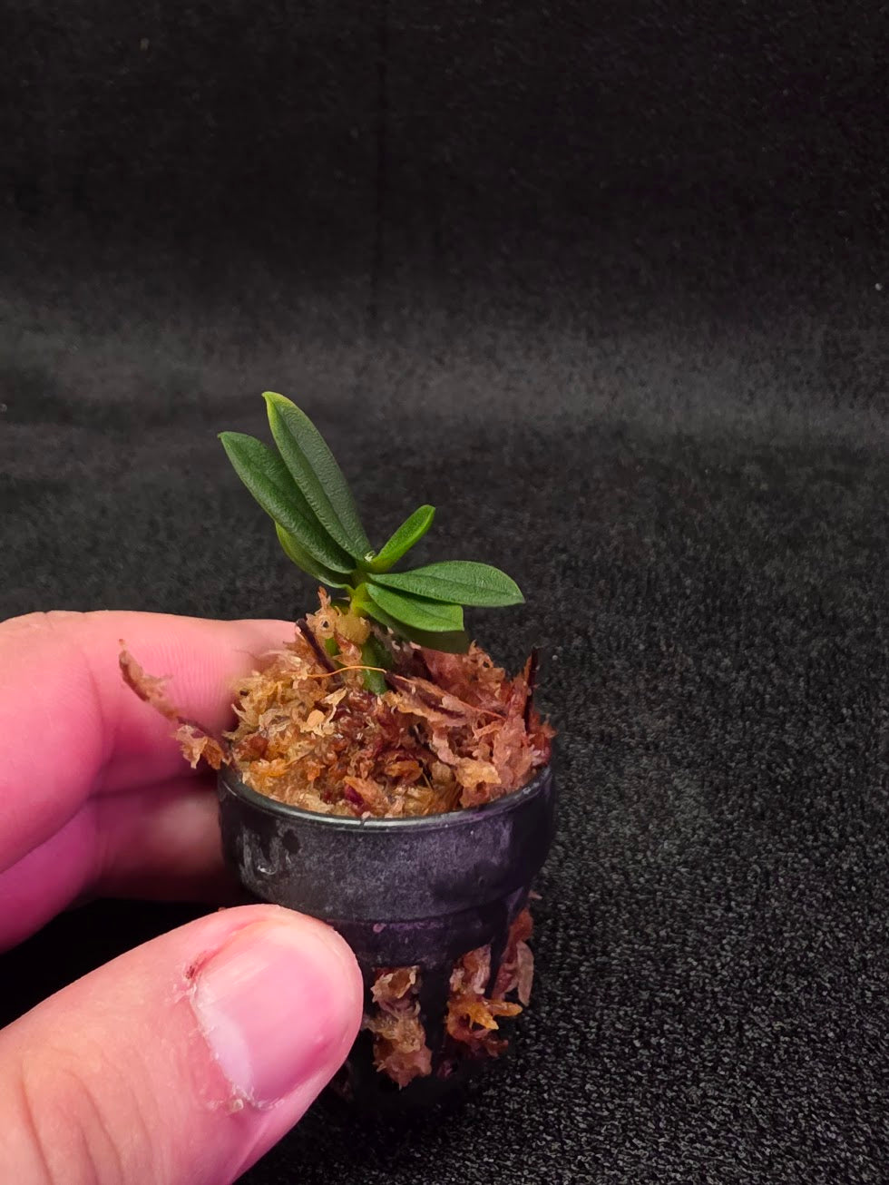 Schoenorchis Tixieri (Miniature Orchid) #02