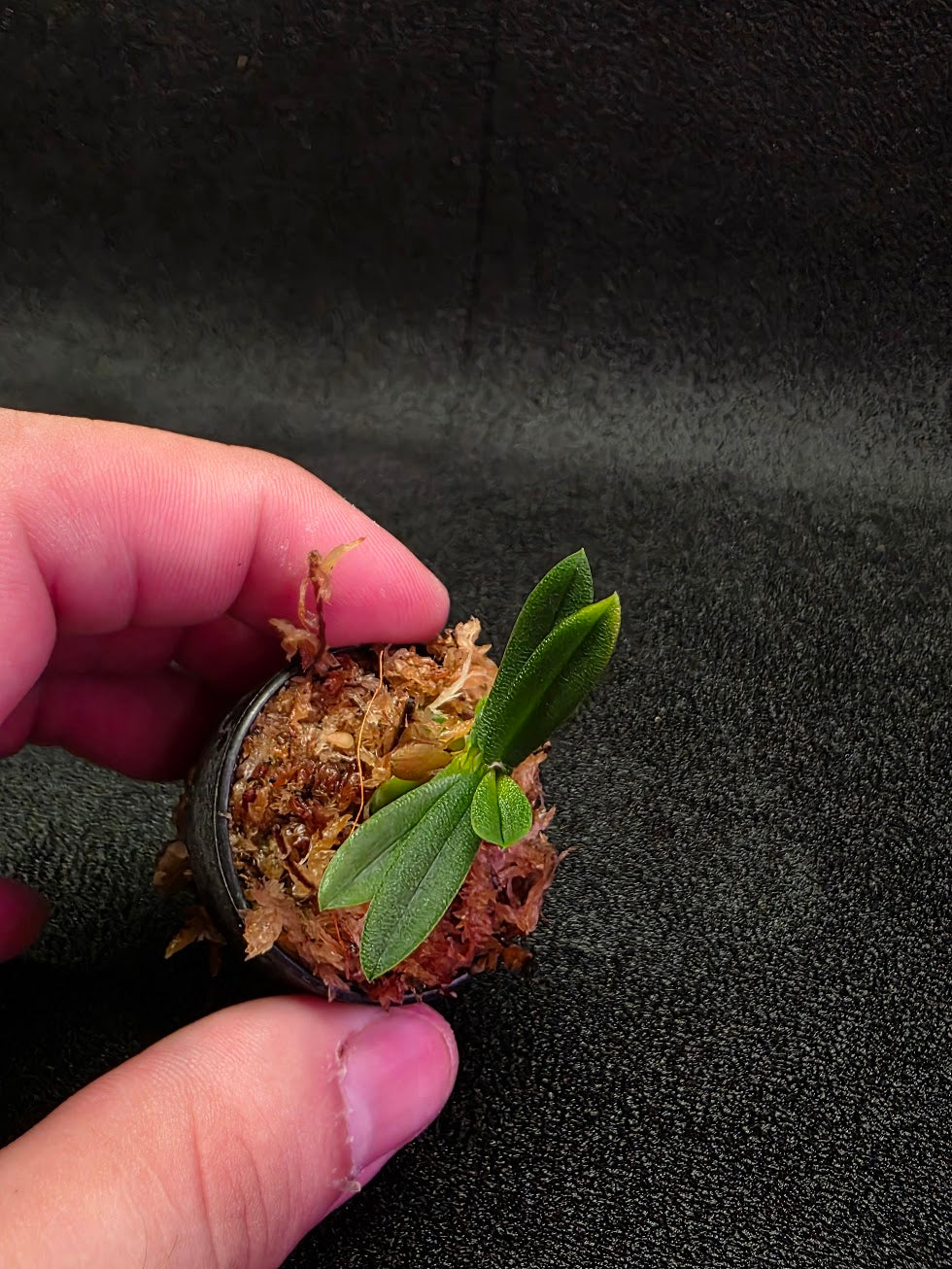 Schoenorchis Tixieri (Miniature Orchid) #02