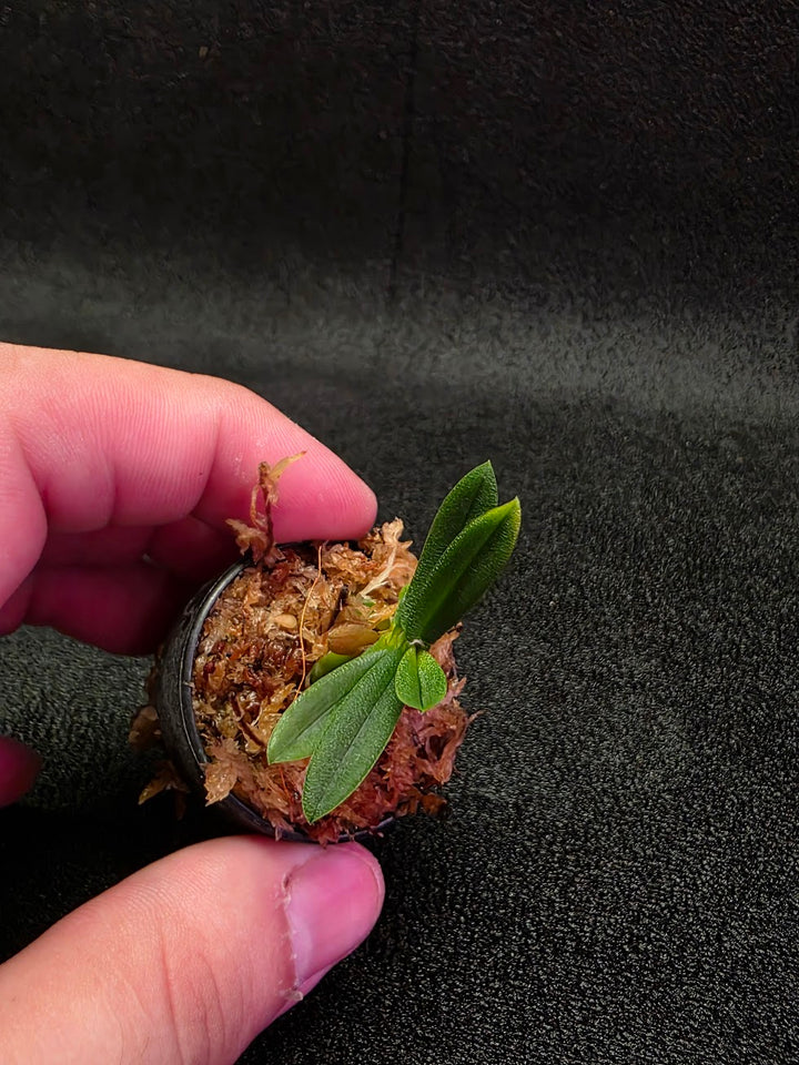 Schoenorchis Tixieri (Miniature Orchid) #02