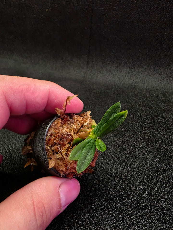 Schoenorchis Tixieri (Miniature Orchid) #02