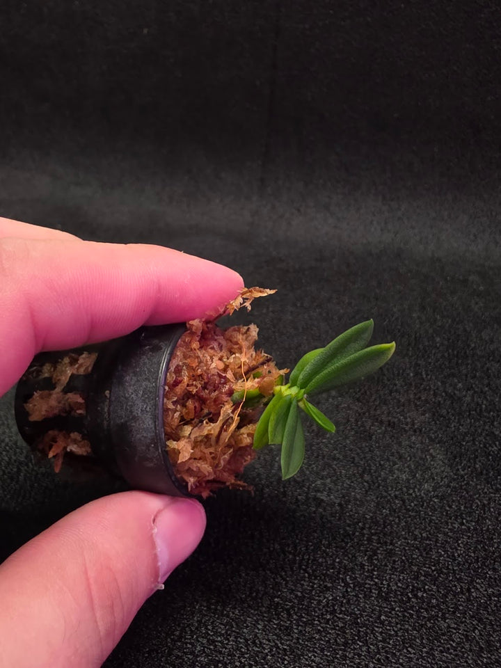 Schoenorchis Tixieri (Miniature Orchid) #02