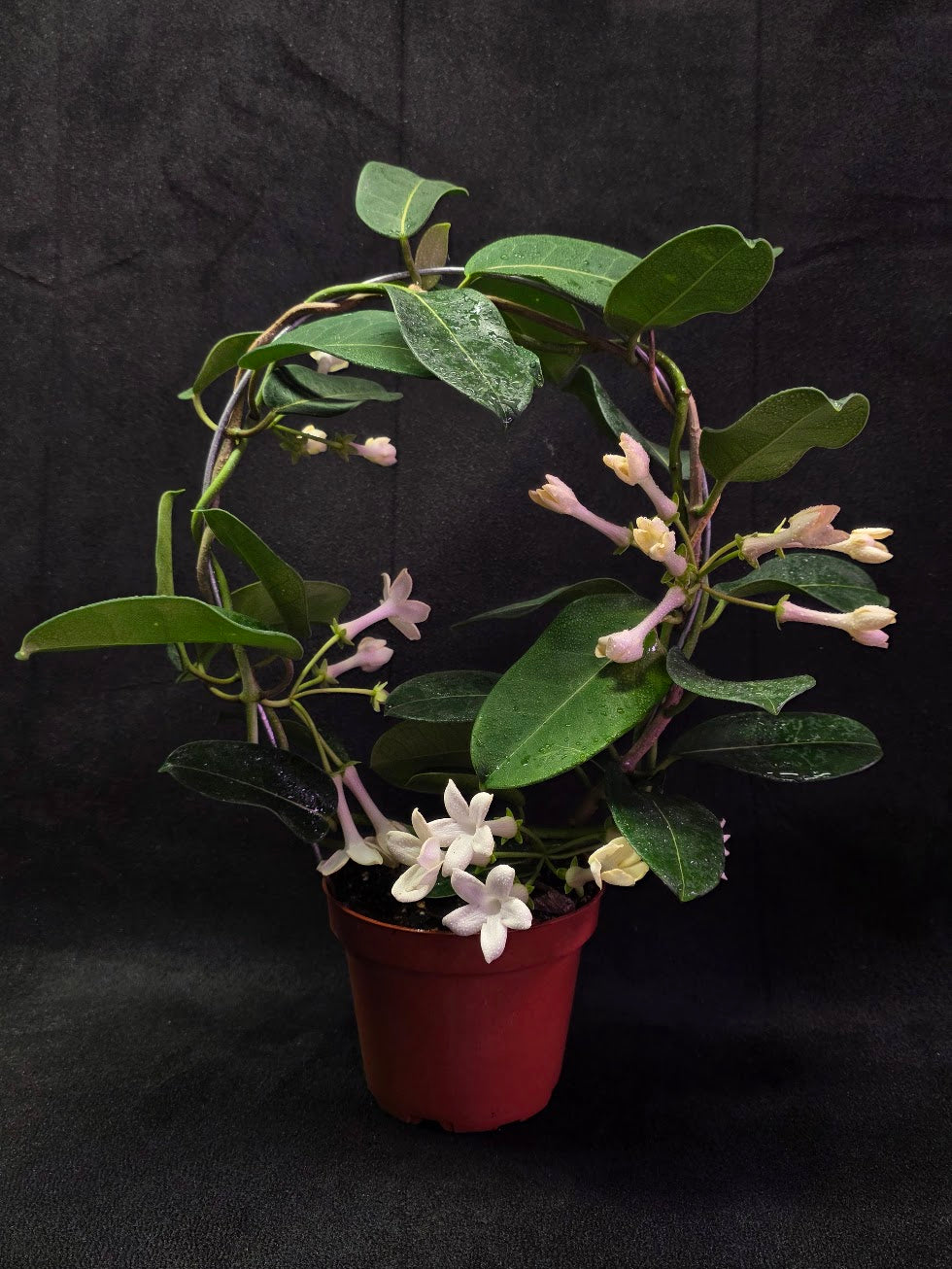 Stephanotis Floribunda (Madagascar Jasmine) #01
