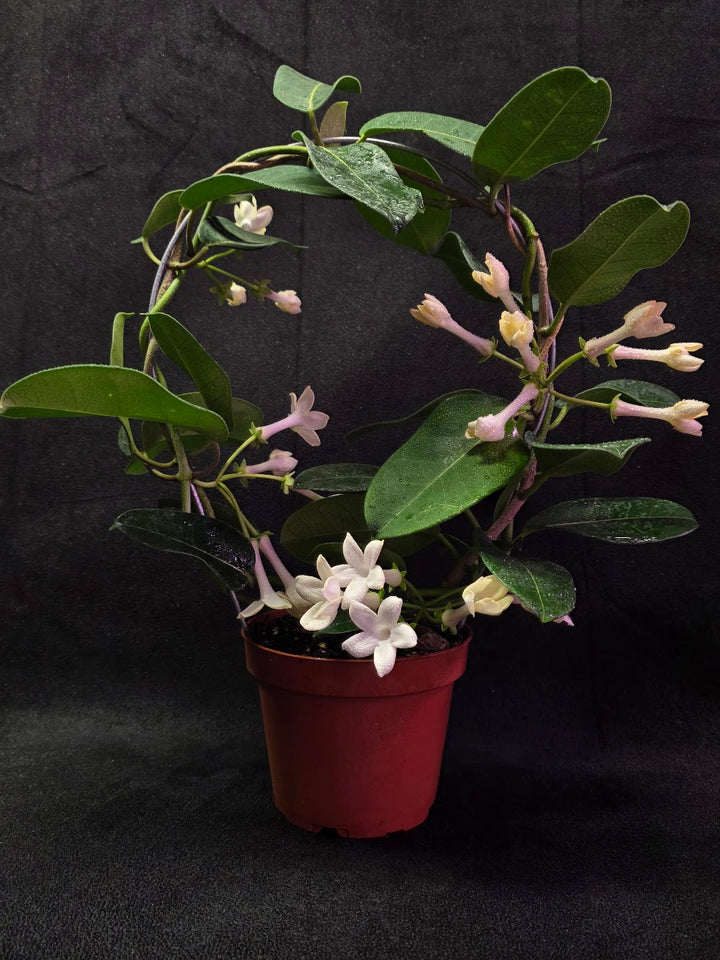 Stephanotis Floribunda (Madagascar Jasmine) #01