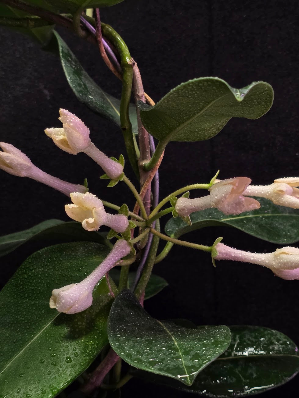Stephanotis Floribunda (Madagascar Jasmine) #01