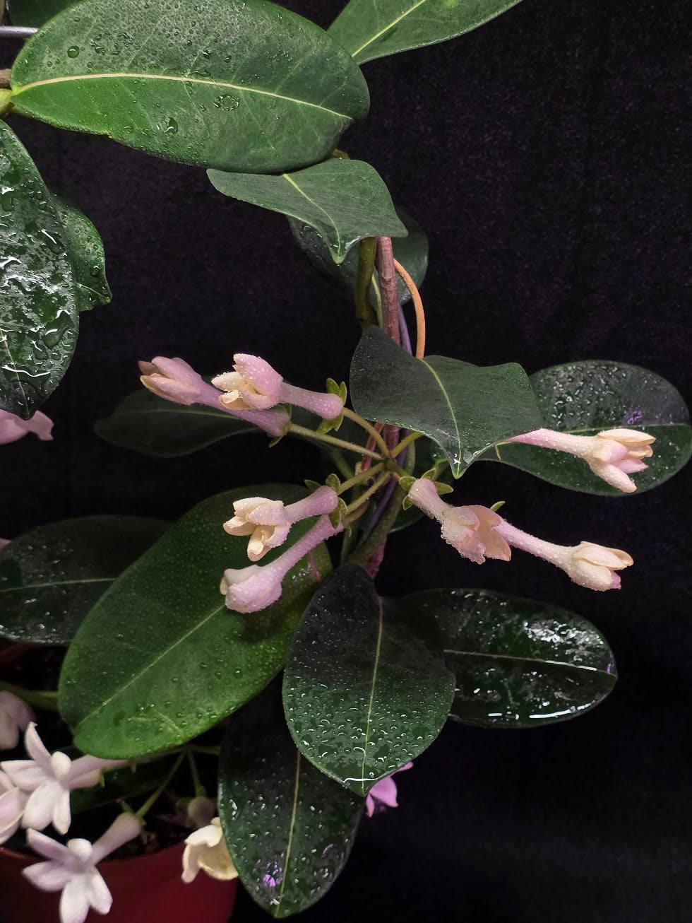 Stephanotis Floribunda (Madagascar Jasmine) #01