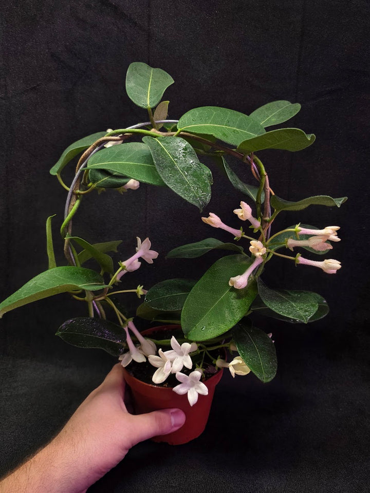 Stephanotis Floribunda (Madagascar Jasmine) #01