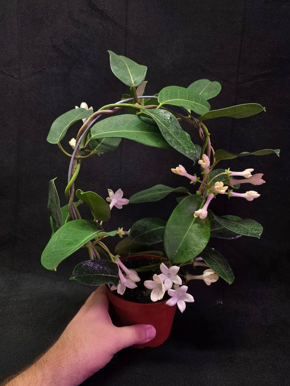 Stephanotis Floribunda (Madagascar Jasmine) #01