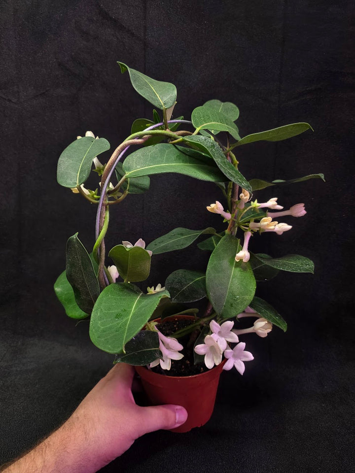 Stephanotis Floribunda (Madagascar Jasmine) #01