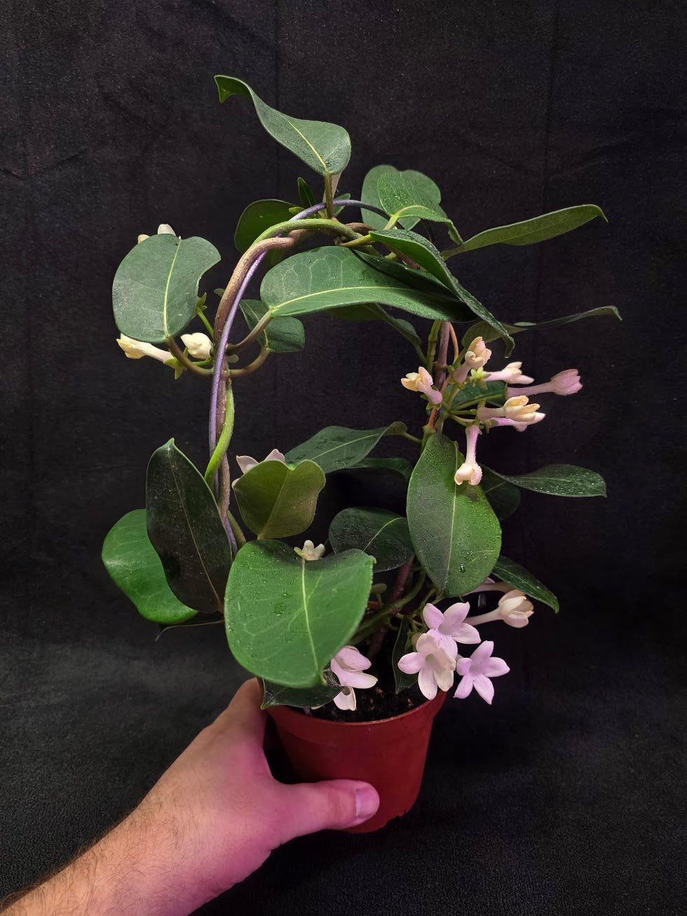 Stephanotis Floribunda (Madagascar Jasmine) #01