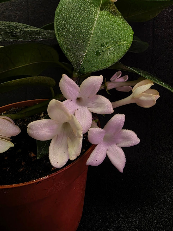 Stephanotis Floribunda (Madagascar Jasmine) #01