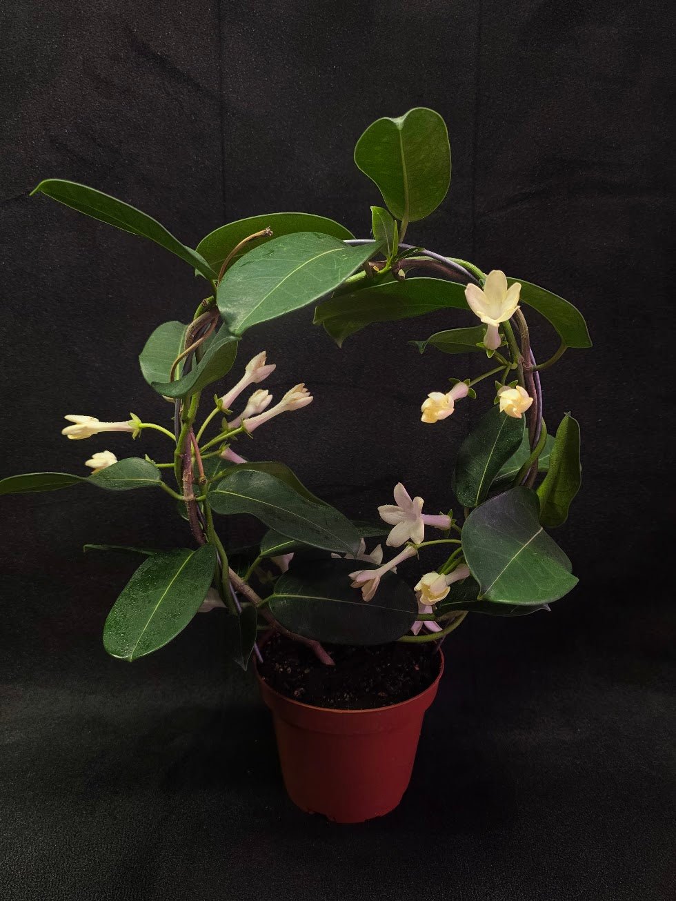 Stephanotis Floribunda (Madagascar Jasmine) #01