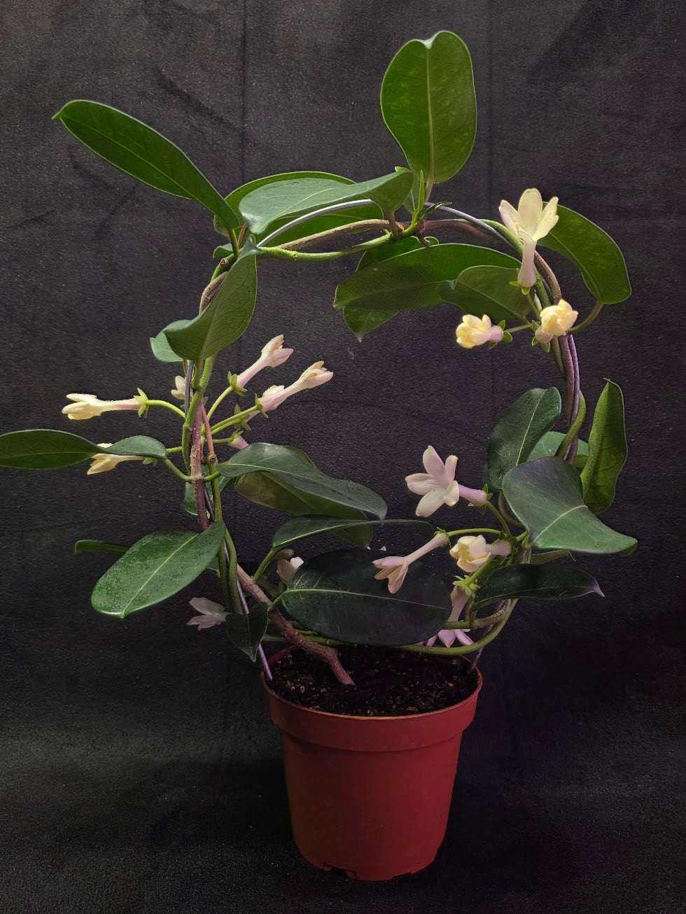 Stephanotis Floribunda (Madagascar Jasmine) #01