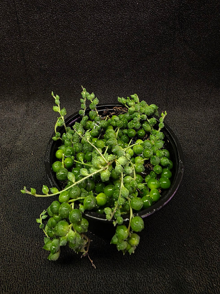 String of Pearls #01