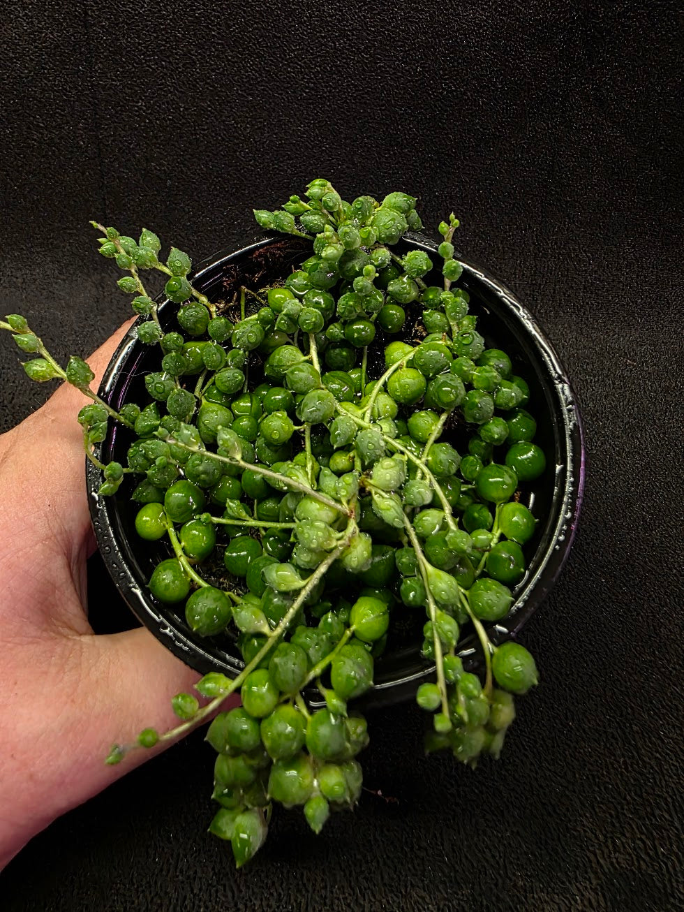 String of Pearls #01