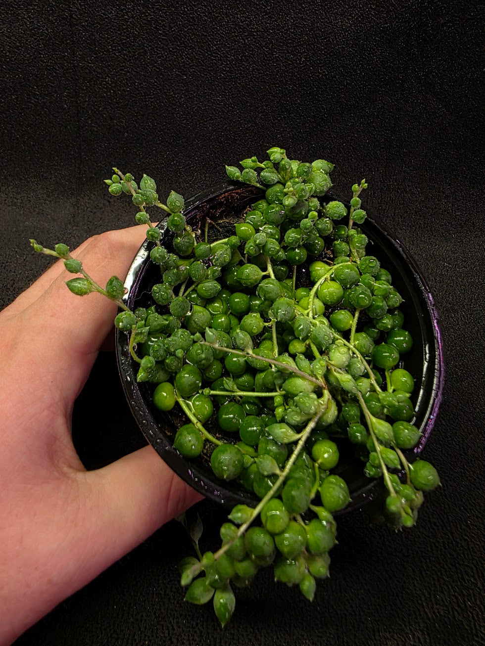 String of Pearls #01