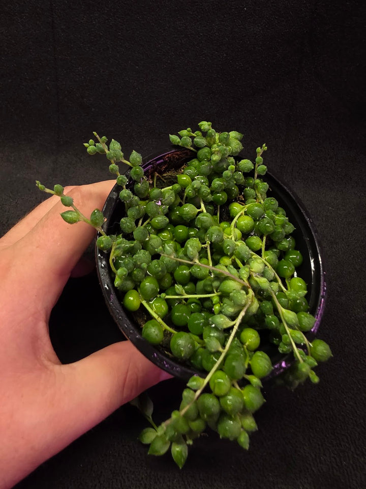 String of Pearls #01