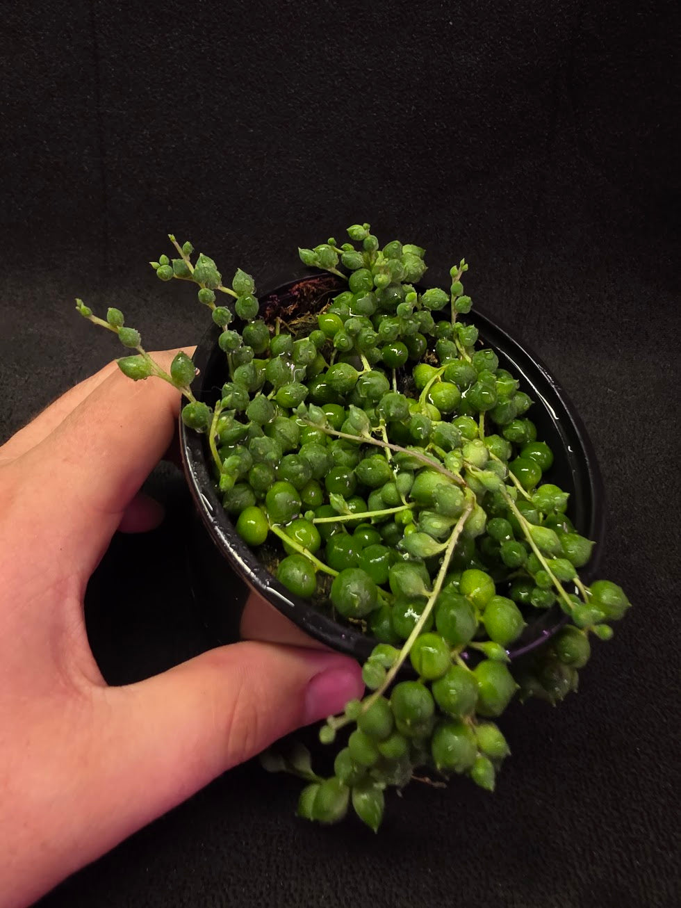 String of Pearls #01
