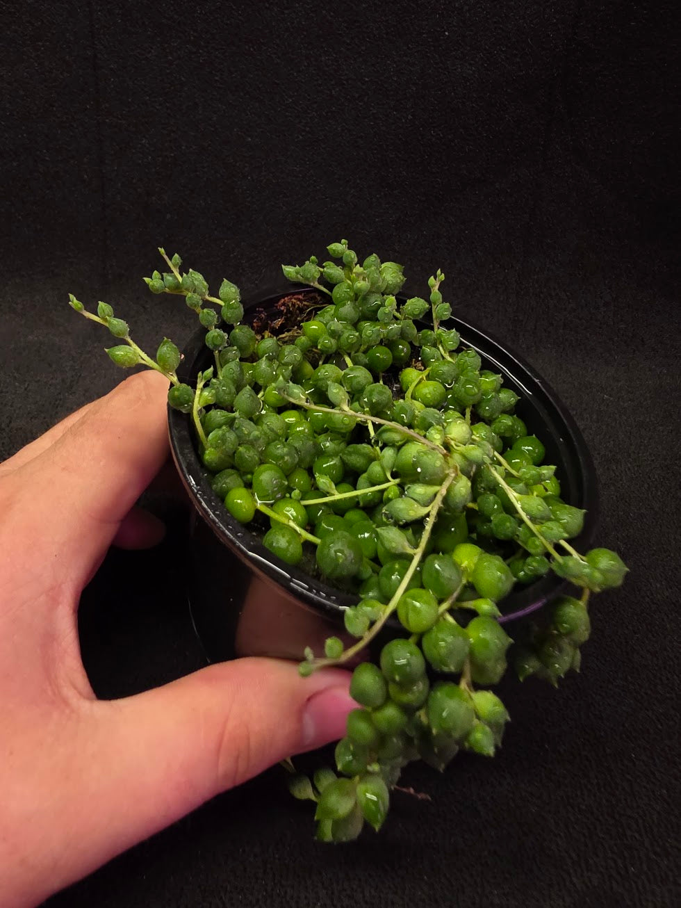 String of Pearls #01