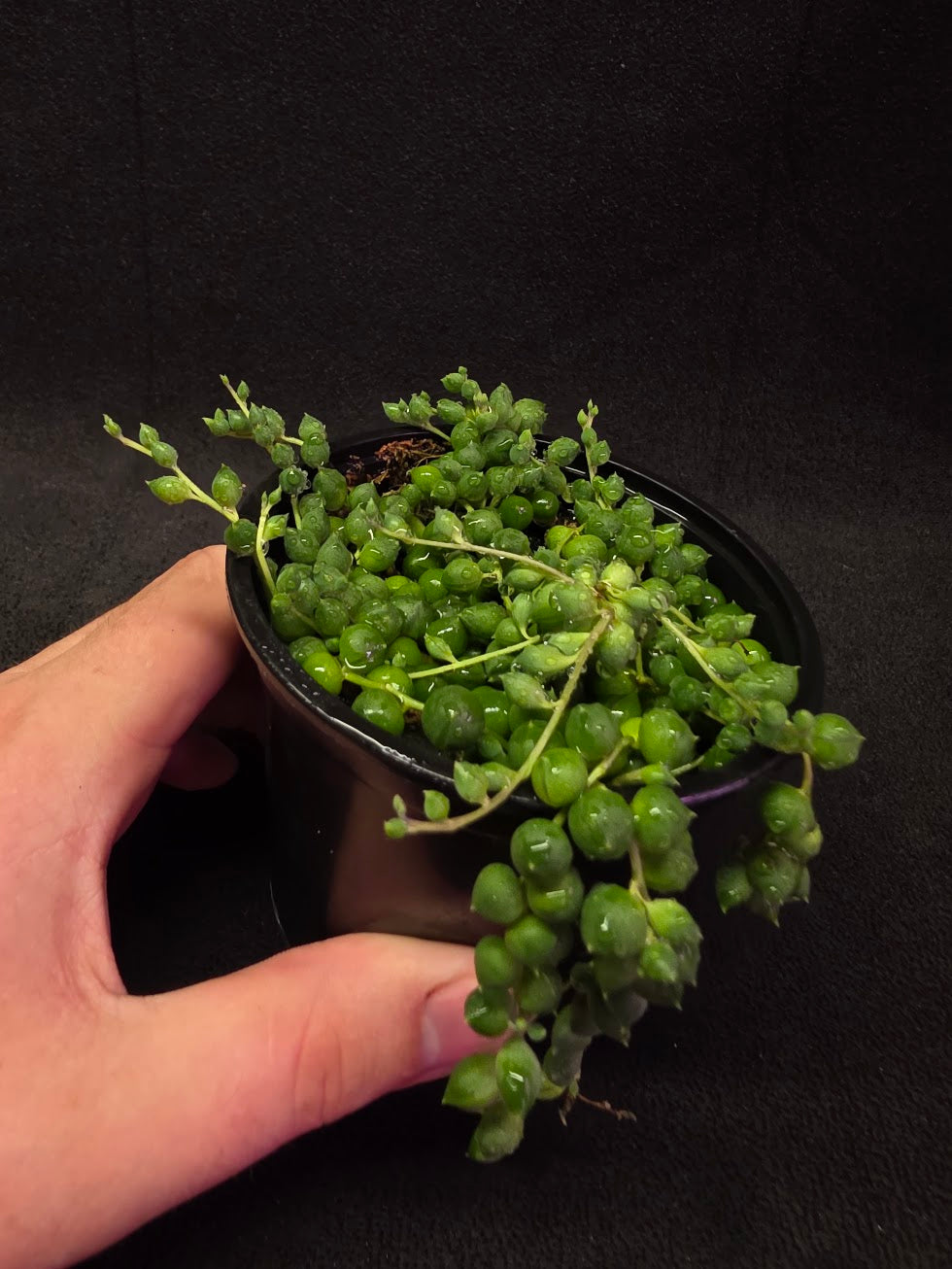 String of Pearls #01