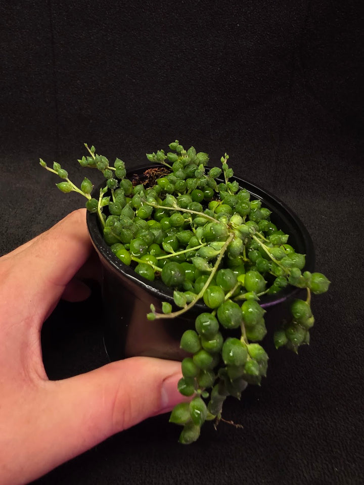 String of Pearls #01