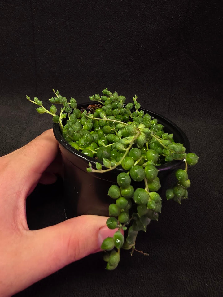 String of Pearls #01