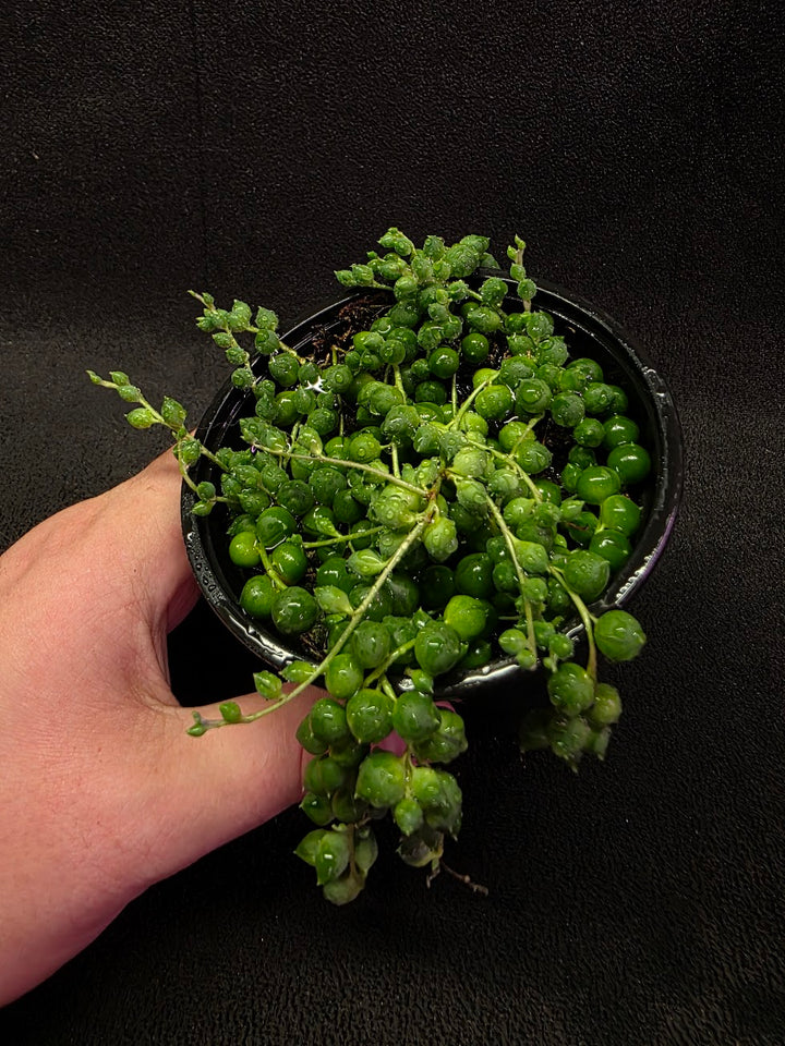 String of Pearls #01