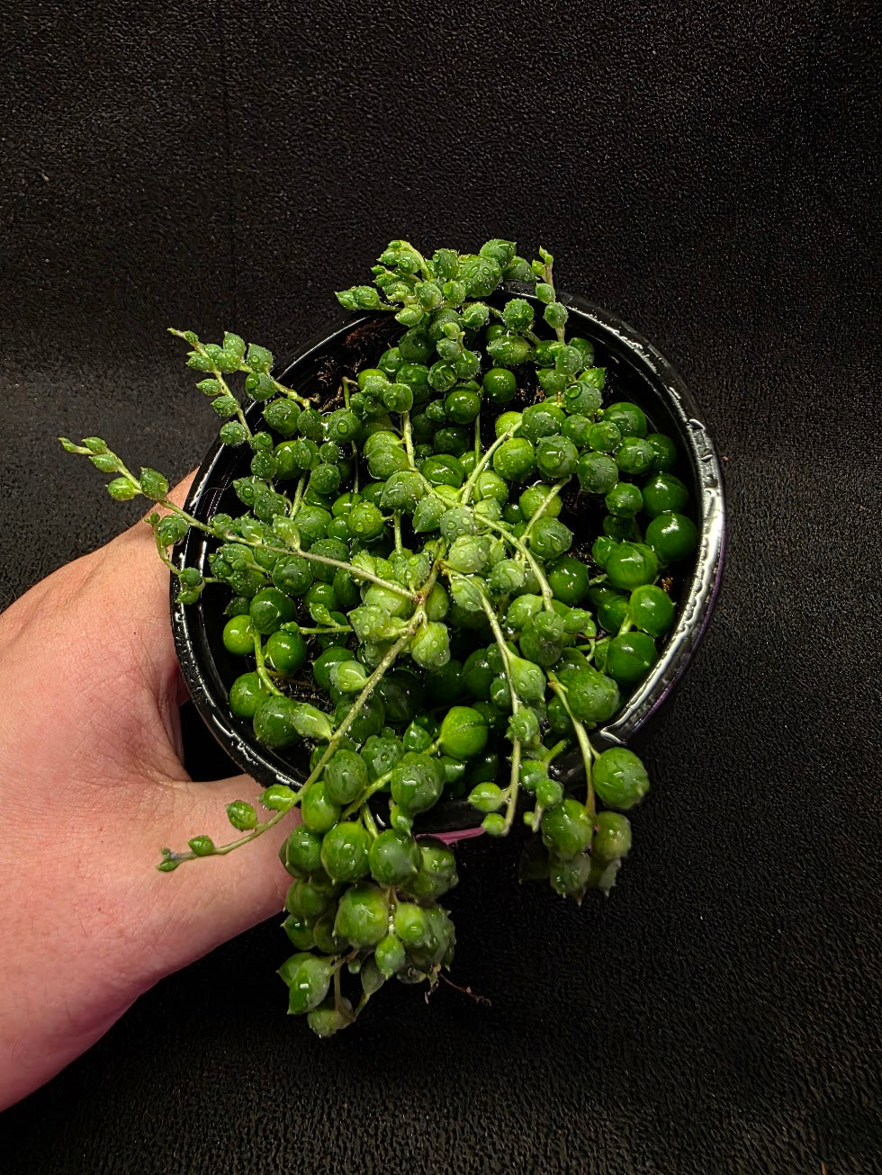 String of Pearls #01