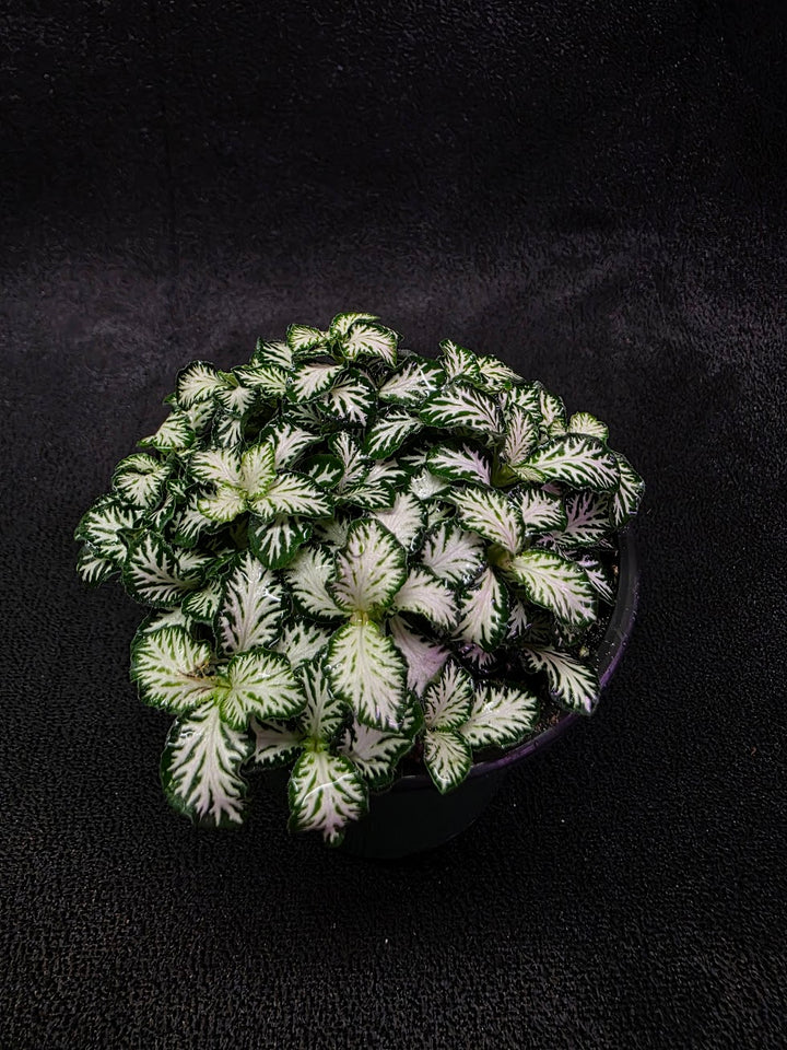 Mini White Nerve Plant #02