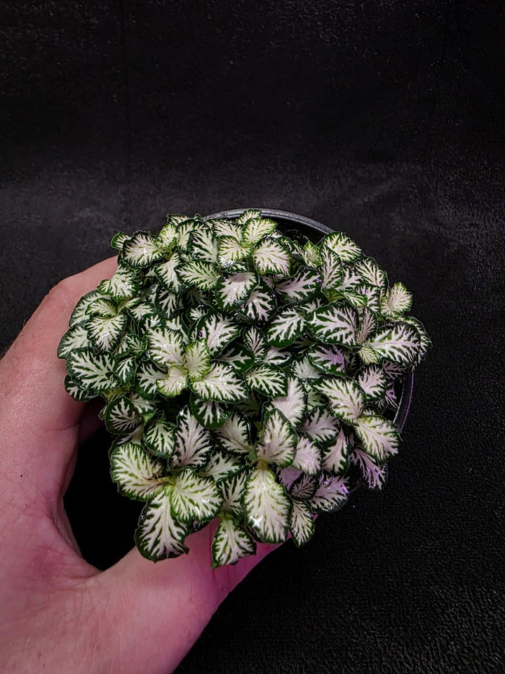 Mini White Nerve Plant #02