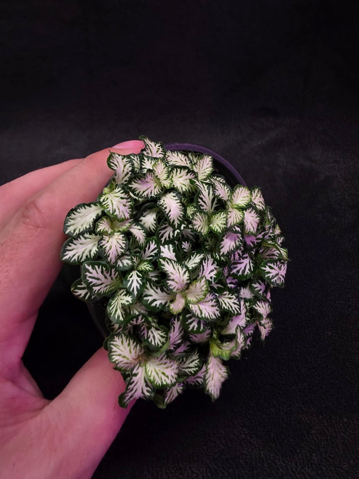 Mini White Nerve Plant #02