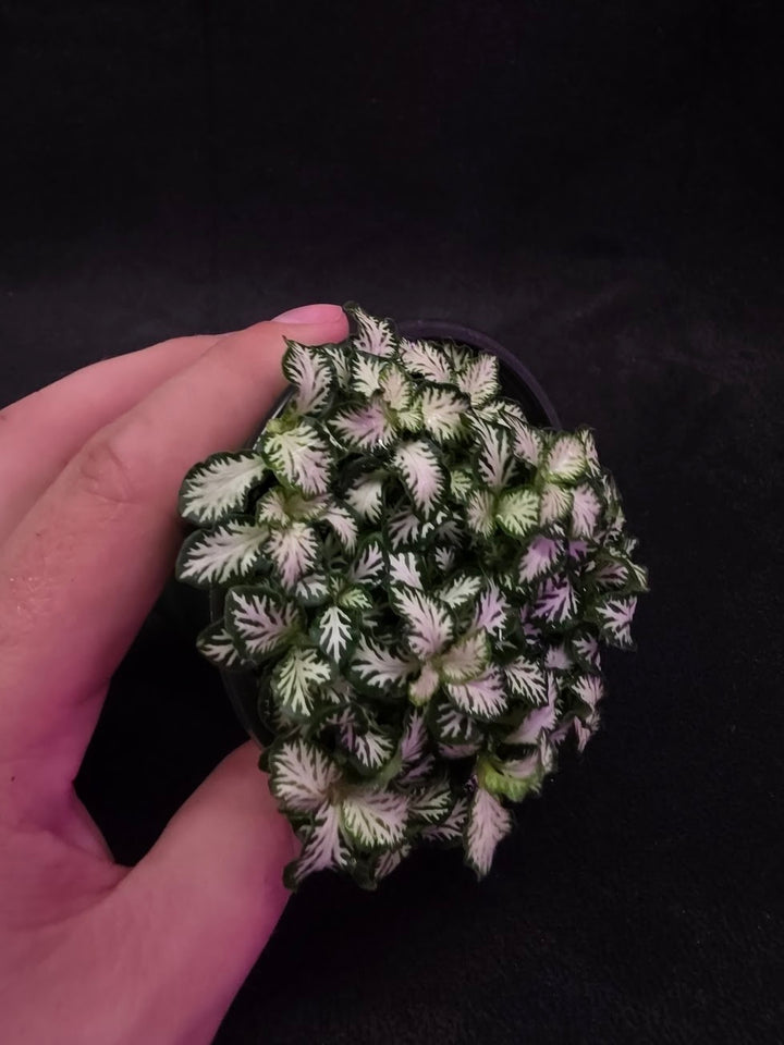 Mini White Nerve Plant #02