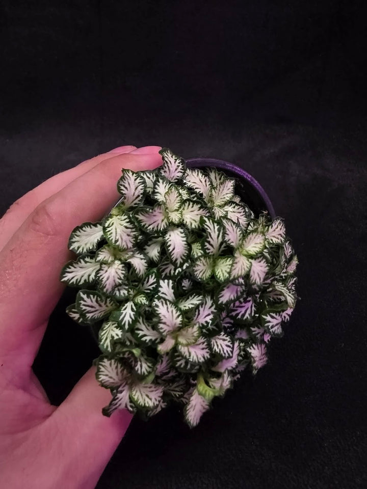 Mini White Nerve Plant #02