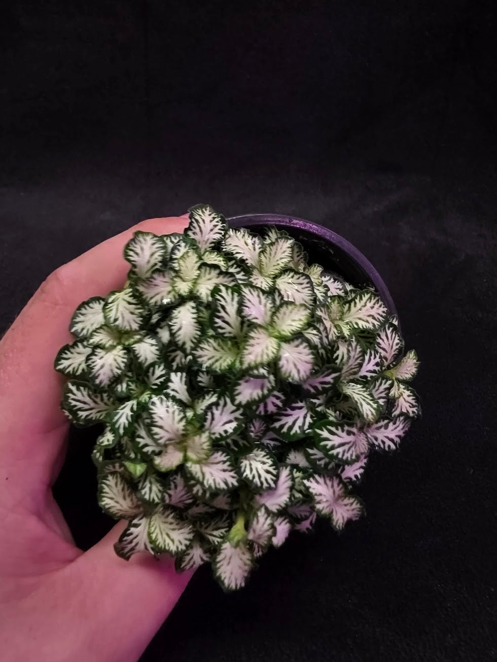 Mini White Nerve Plant #02