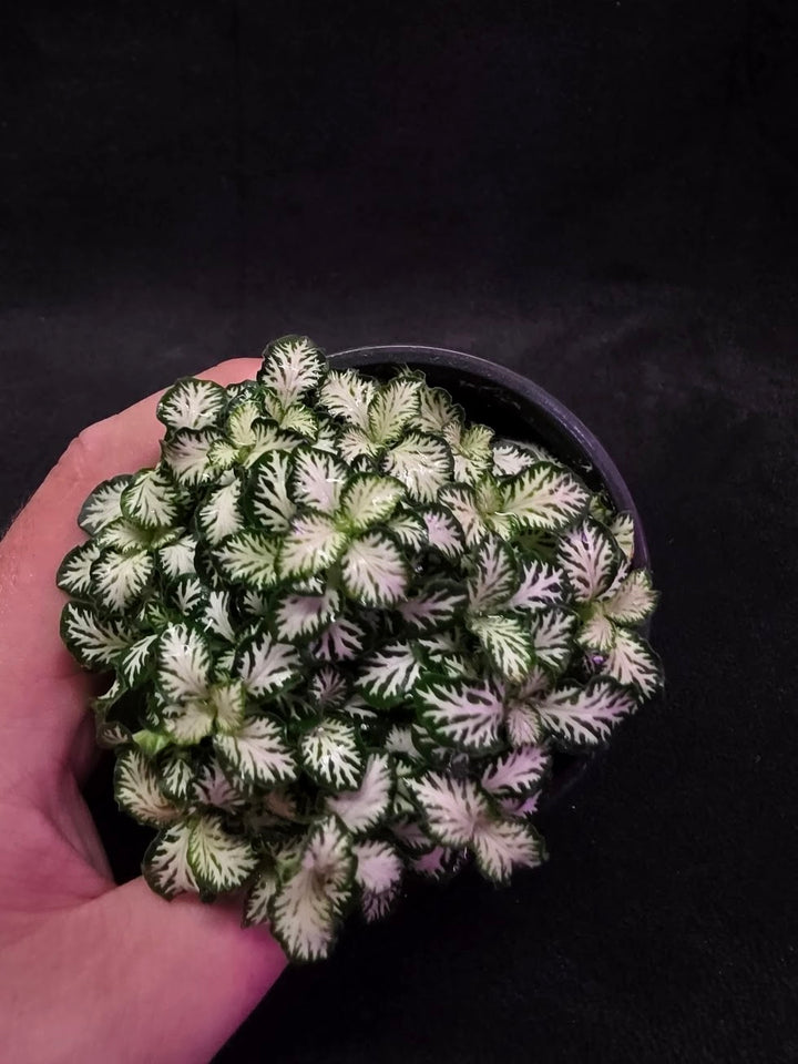 Mini White Nerve Plant #02