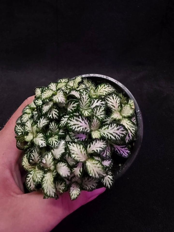 Mini White Nerve Plant #02