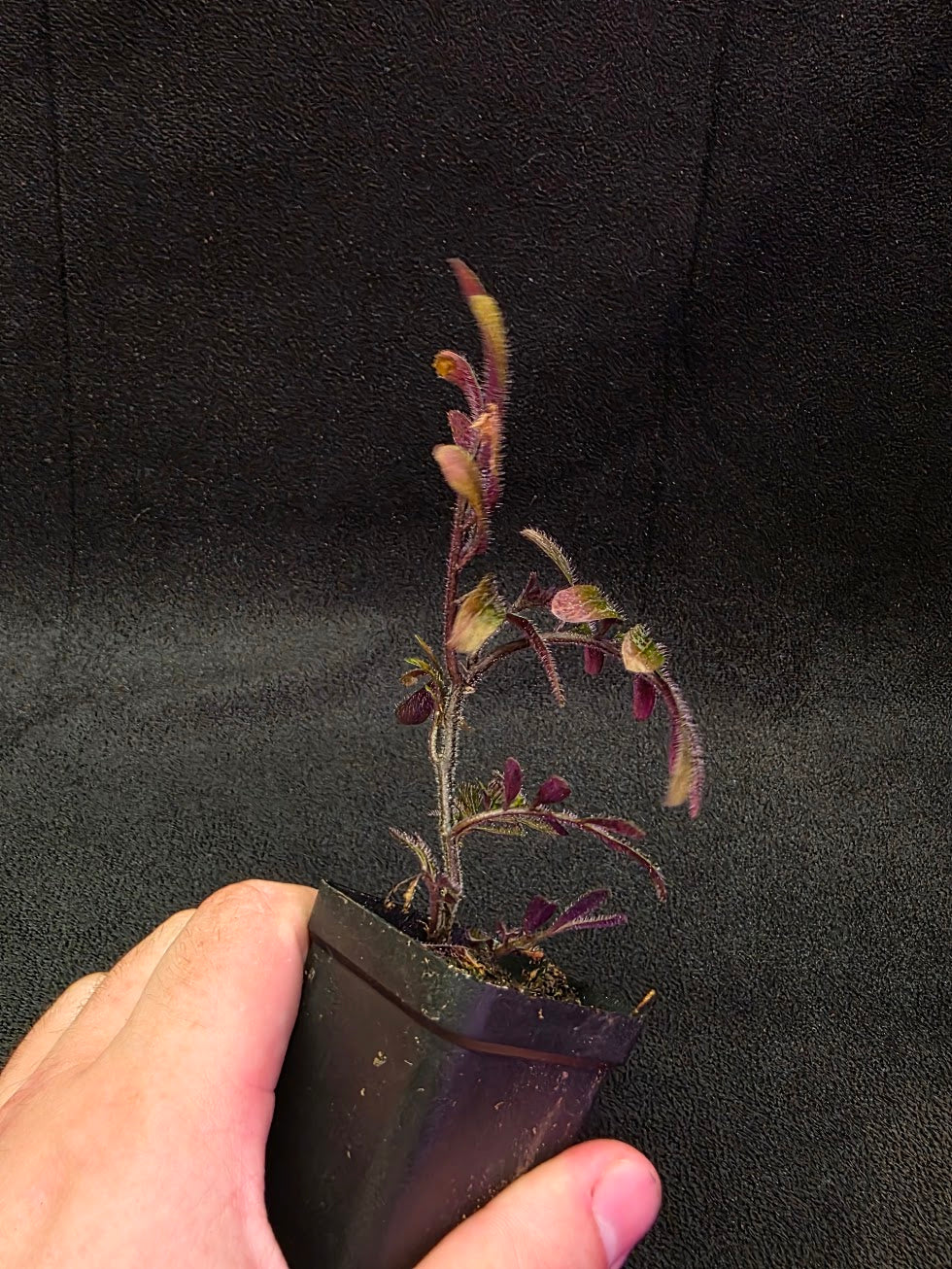 Solanum Uleanum Equateur #04