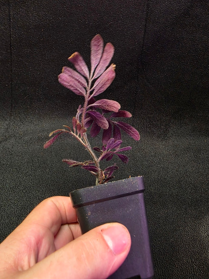 Solanum Uleanum Equateur #04