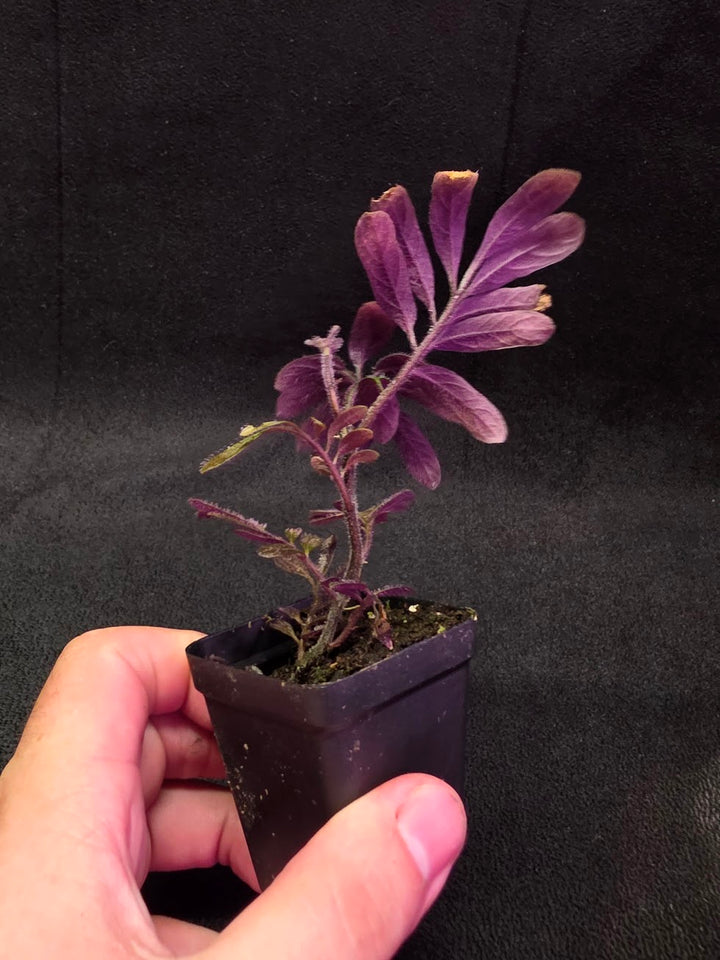 Solanum Uleanum Equateur #04