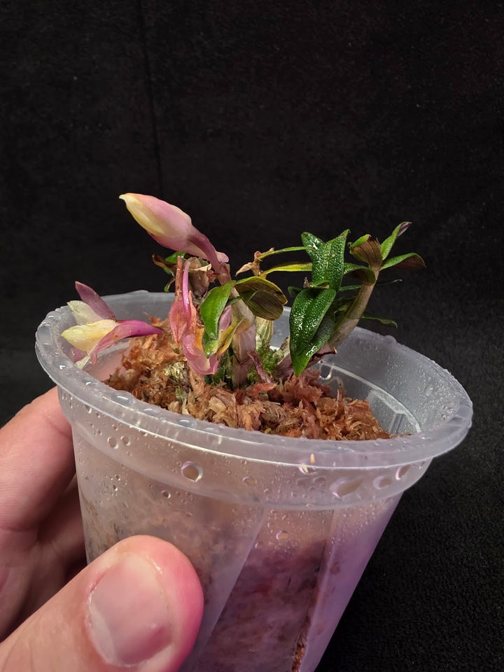 Dendrobium Misty Magic f. Pink (Miniature Orchid) #01