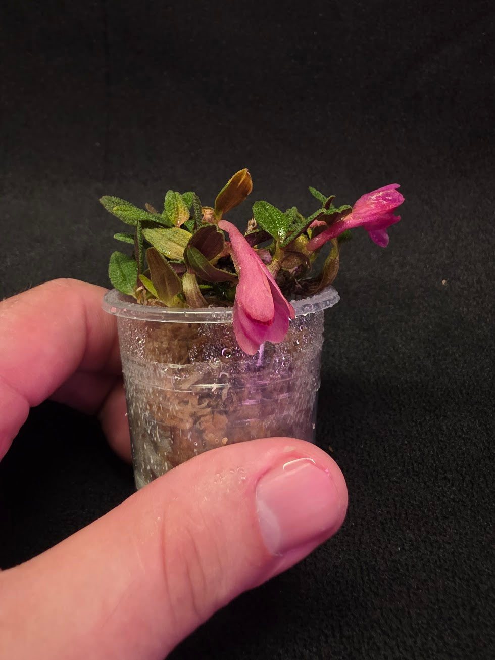 Dendrobium Cuthbertsonii Martina (Miniature Orchid) #01