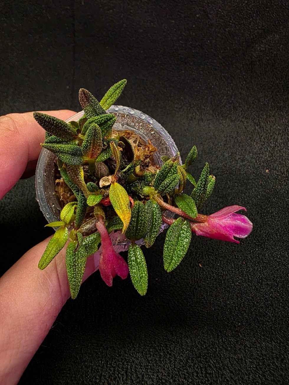 Dendrobium Cuthbertsonii Martina (Miniature Orchid) #01