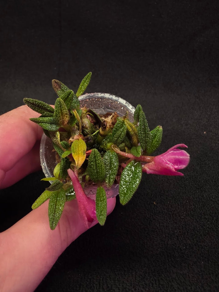 Dendrobium Cuthbertsonii Martina (Miniature Orchid) #01