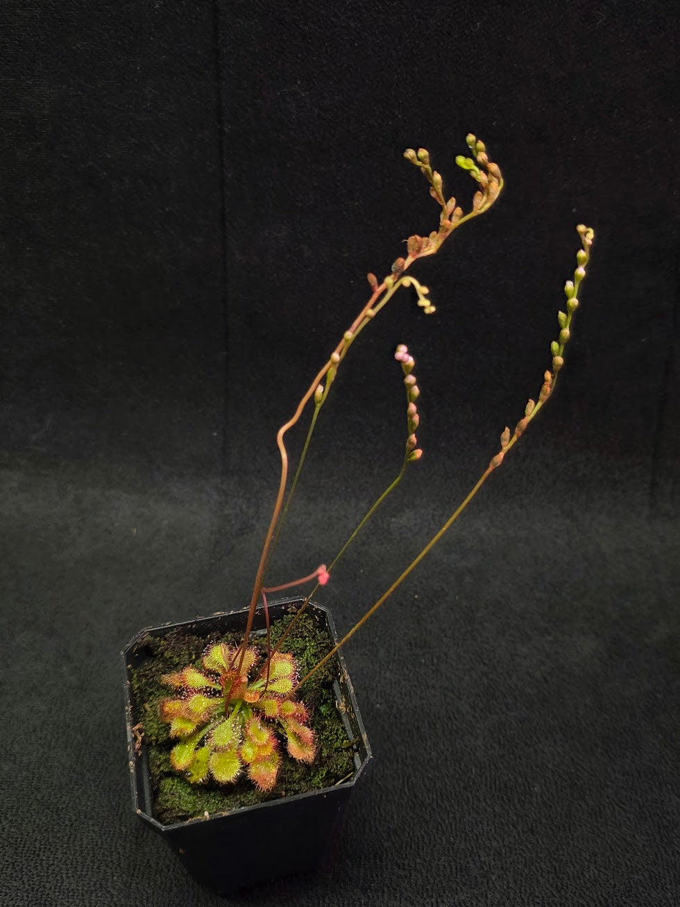 Drosera Capillaris #03