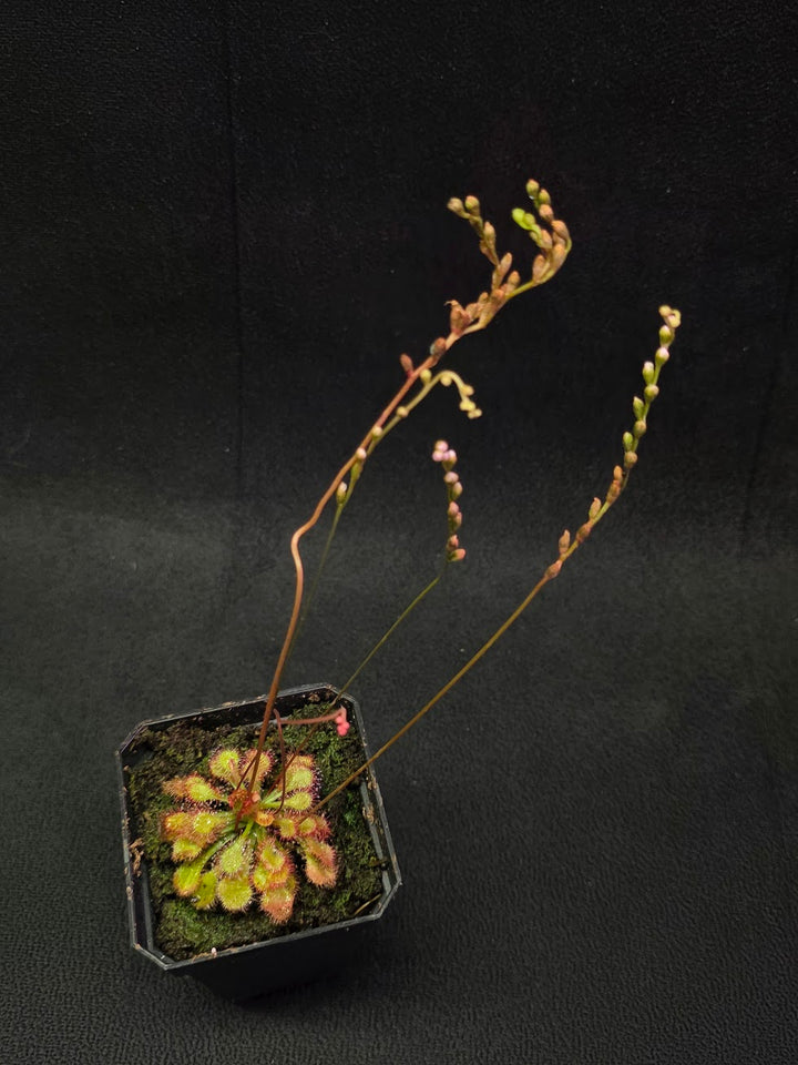 Drosera Capillaris #03