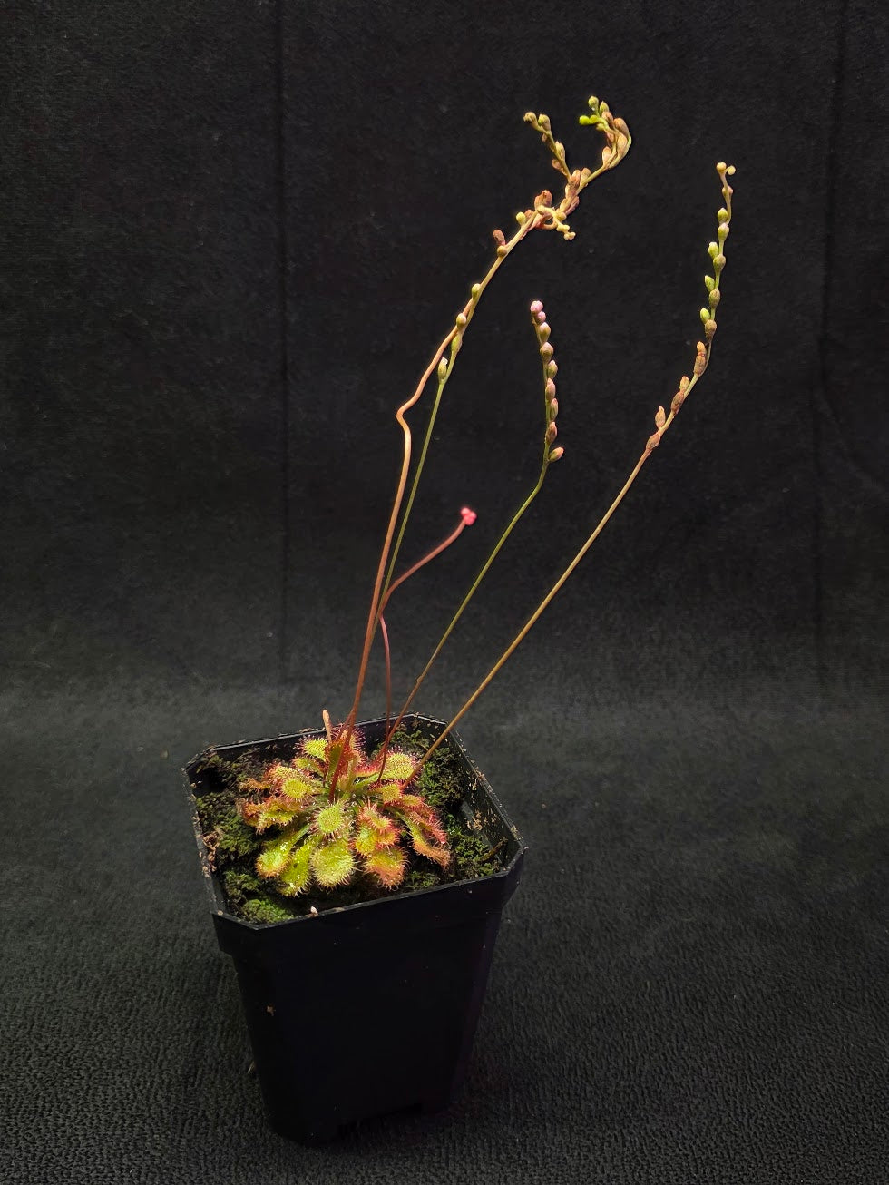 Drosera Capillaris #03